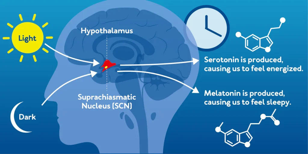 What is Circadian Rhythm